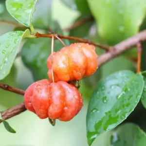 Surinam Cherry Tree - Live Star Cherry Plant Dark Red Fruit Tree 8-12 Inch - Eugenia Uniflora Pitanga - Half Gallon Pot