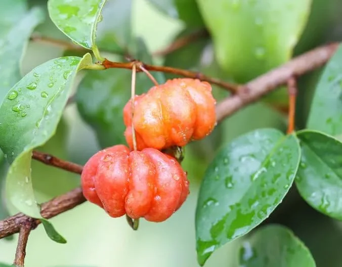 Surinam Cherry Tree - Live Star Cherry Plant Dark Red Fruit Tree 8-12 Inch - Eugenia Uniflora Pitanga - Half Gallon Pot