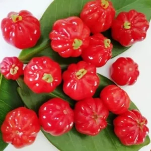 Surinam Cherry Tree - Live Star Cherry Plant Dark Red Fruit Tree 8-12 Inch - Eugenia Uniflora Pitanga - Half Gallon Pot
