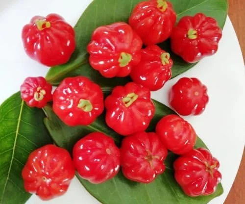 Surinam Cherry Tree - Live Star Cherry Plant Dark Red Fruit Tree 8-12 Inch - Eugenia Uniflora Pitanga - Half Gallon Pot