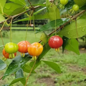 Surinam Cherry Tree - Live Star Cherry Plant Dark Red Fruit Tree 8-12 Inch - Eugenia Uniflora Pitanga - Half Gallon Pot