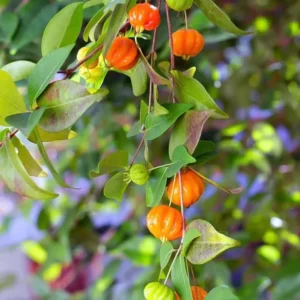 Surinam Cherry Tree - Live Star Cherry Plant Dark Red Fruit Tree 8-12 Inch - Eugenia Uniflora Pitanga - Half Gallon Pot