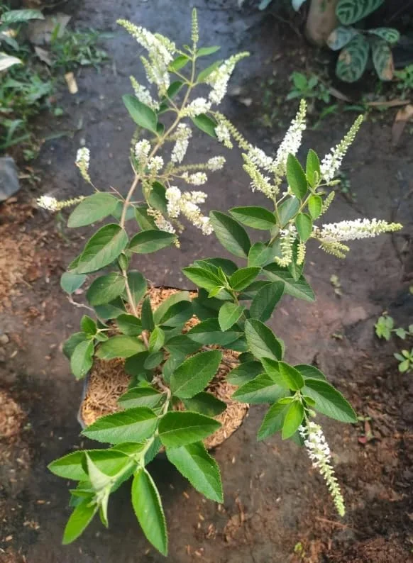 Sweet Almond Bush Plant - White Almond Verbena Plant - 12-16 Inch Tall - Half Gallon Pot