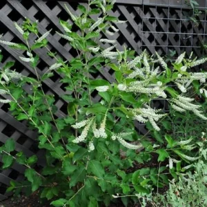 Sweet Almond Bush Plant - White Almond Verbena Plant - 12-16 Inch Tall - Half Gallon Pot