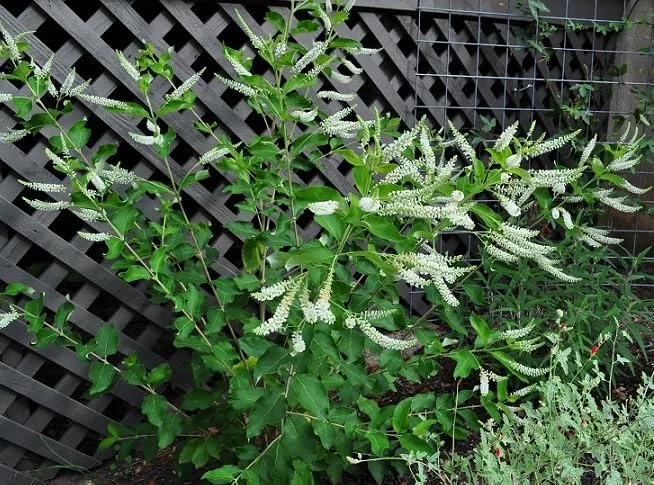 Sweet Almond Bush Plant - White Almond Verbena Plant - 12-16 Inch Tall - Half Gallon Pot