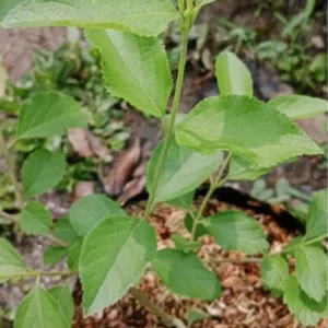 Sweet Almond Bush Plant - White Almond Verbena Plant - 12-16 Inch Tall - Half Gallon Pot