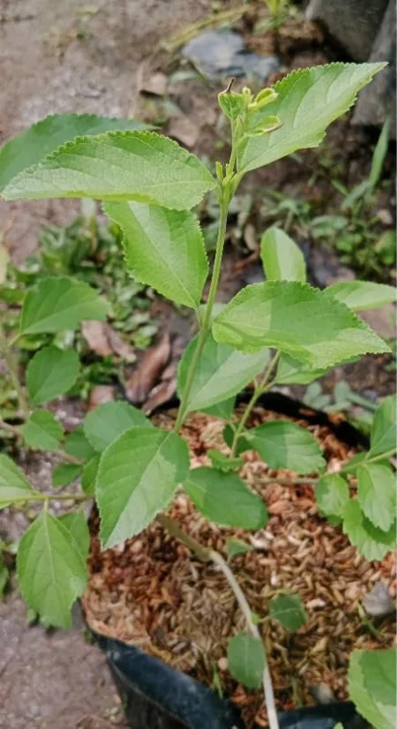 Sweet Almond Bush Plant - White Almond Verbena Plant - 12-16 Inch Tall - Half Gallon Pot