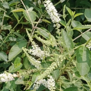 Sweet Almond Bush Plant - White Almond Verbena Plant - 12-16 Inch Tall - Half Gallon Pot