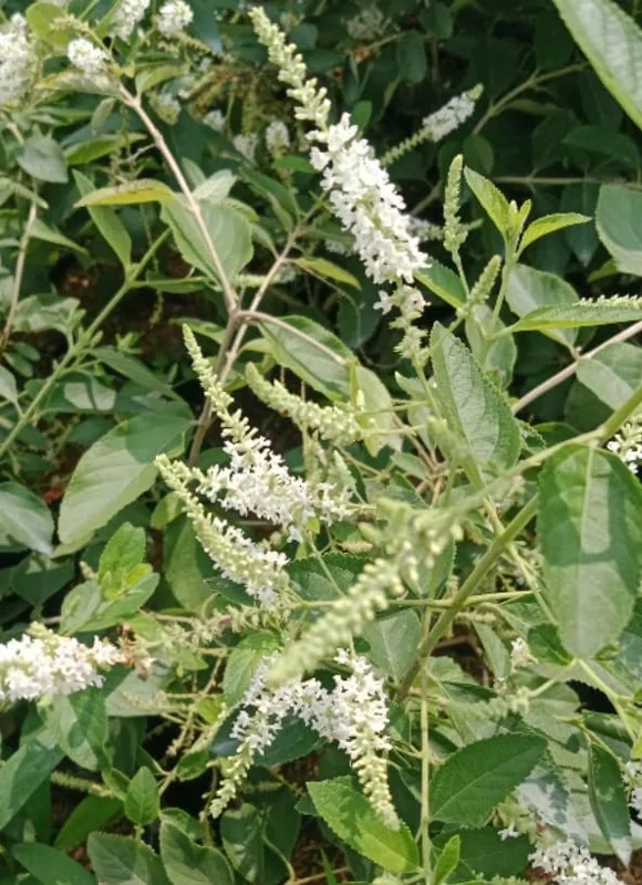 Sweet Almond Bush Plant - White Almond Verbena Plant - 12-16 Inch Tall - Half Gallon Pot