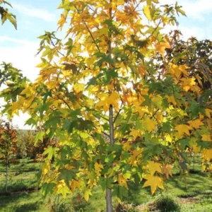 Sweet Gum Tree 2 Bar-root Plant 6-12 Inch Tall - Star-shaped Leaves - Fall Color Tree