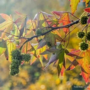 Sweet Gum Tree 2 Bar-root Plant 6-12 Inch Tall - Star-shaped Leaves - Fall Color Tree