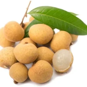 Sweet Longan Tree Plant - 10-16 Inch Well Rooted Half Gallon Pot