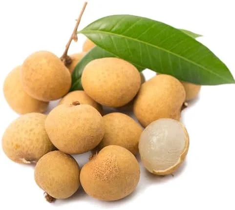 Sweet Longan Tree Plant - 10-16 Inch Well Rooted Half Gallon Pot