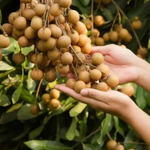 Sweet Longan Tree Plant - 10-16 Inch Well Rooted Half Gallon Pot