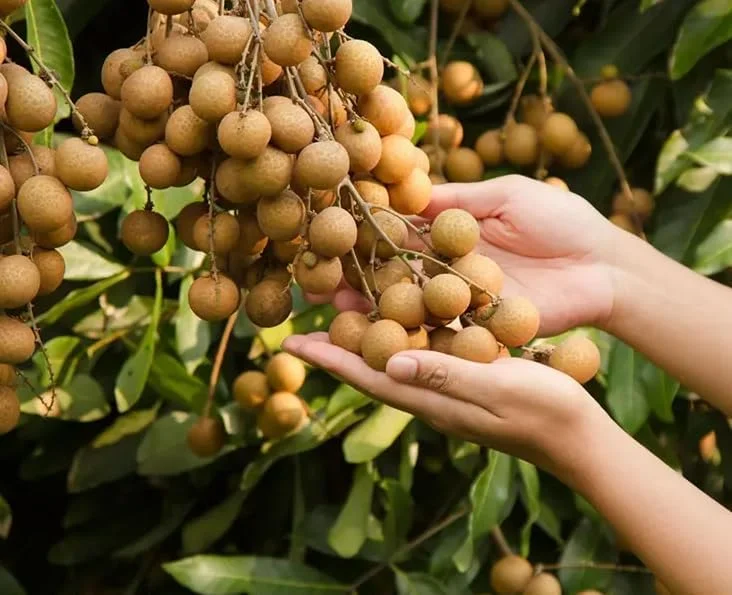 Sweet Longan Tree Plant - 10-16 Inch Well Rooted Half Gallon Pot