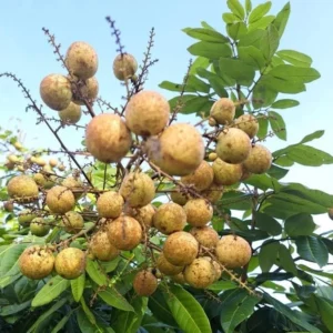 Sweet Longan Tree Plant - 10-16 Inch Well Rooted Half Gallon Pot