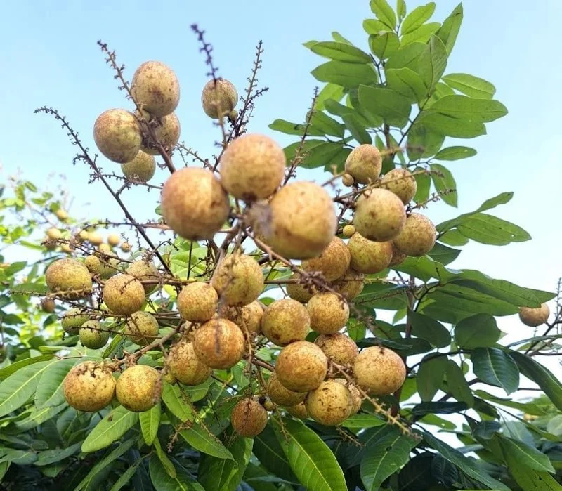 Sweet Longan Tree Plant - 10-16 Inch Well Rooted Half Gallon Pot