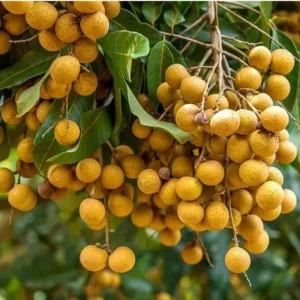Sweet Longan Tree Plant - 10-16 Inch Well Rooted Half Gallon Pot