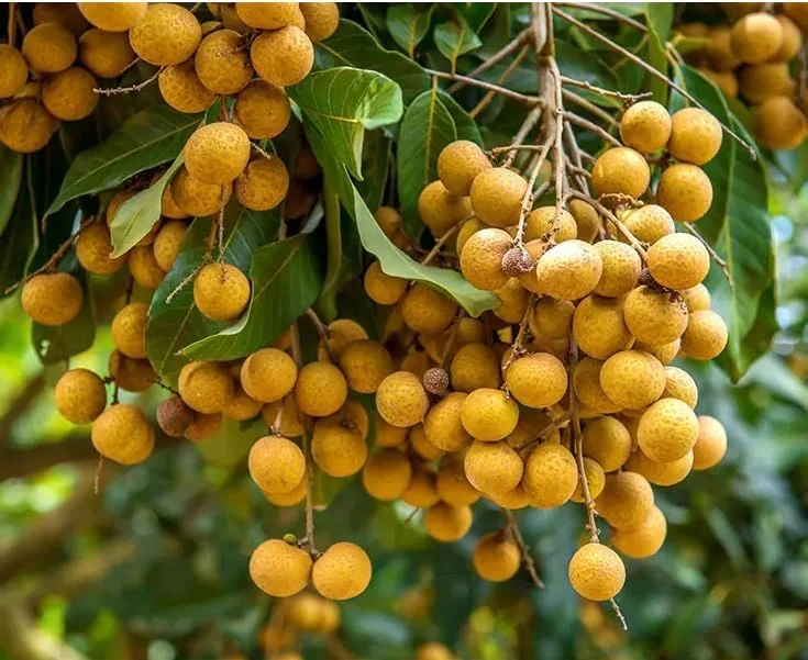 Sweet Longan Tree Plant - 10-16 Inch Well Rooted Half Gallon Pot