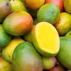 Sweet Mango Plant - Live Yellow Mango Tree 8-12 Inch - Grow Outside