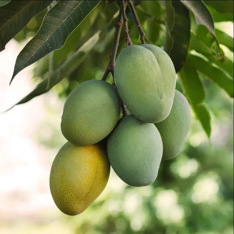 Sweet Mango Plant - Live Yellow Mango Tree 8-12 Inch - Grow Outside