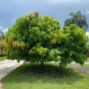 Sweet Mango Plant - Live Yellow Mango Tree 8-12 Inch - Grow Outside