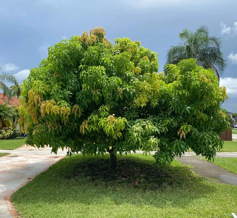Sweet Mango Plant - Live Yellow Mango Tree 8-12 Inch - Grow Outside