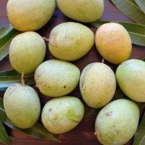 Sweet Mango Plant - Live Yellow Mango Tree 8-12 Inch - Grow Outside