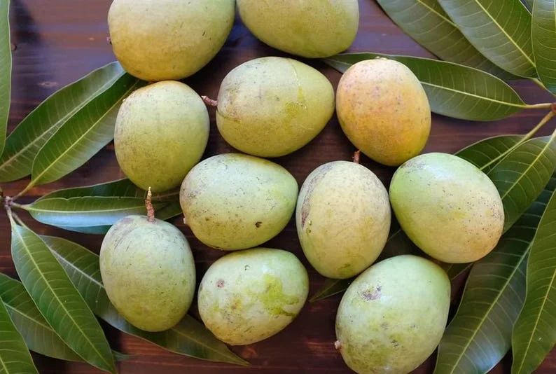 Sweet Mango Plant - Live Yellow Mango Tree 8-12 Inch - Grow Outside