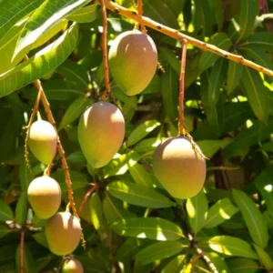 Sweet Mango Plant - Live Yellow Mango Tree 8-12 Inch - Grow Outside
