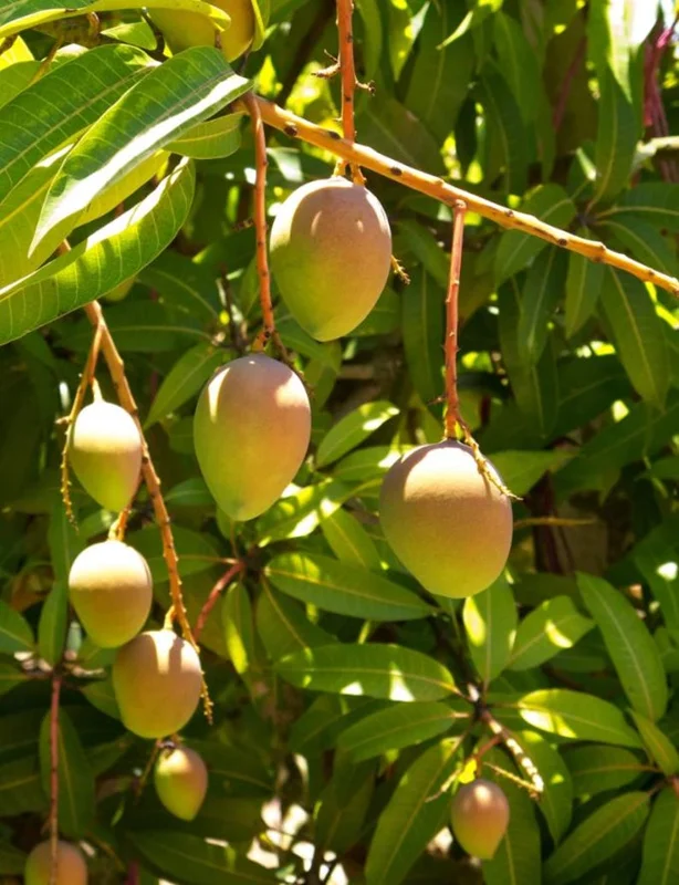 Sweet Mango Plant - Live Yellow Mango Tree 8-12 Inch - Grow Outside