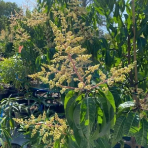 Sweet Mango Plant - Live Yellow Mango Tree 8-12 Inch - Grow Outside