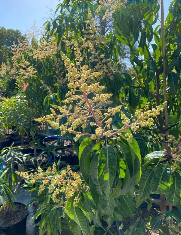 Sweet Mango Plant - Live Yellow Mango Tree 8-12 Inch - Grow Outside