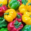 Sweet Pepper Plants - Live Heirloom Vegetable Plants - Ready to Plant