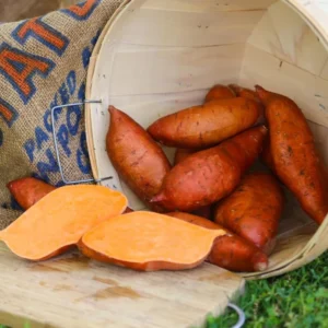 Sweet Potato Plants - 10 Slips - Garden Perennials - Planting Ornaments