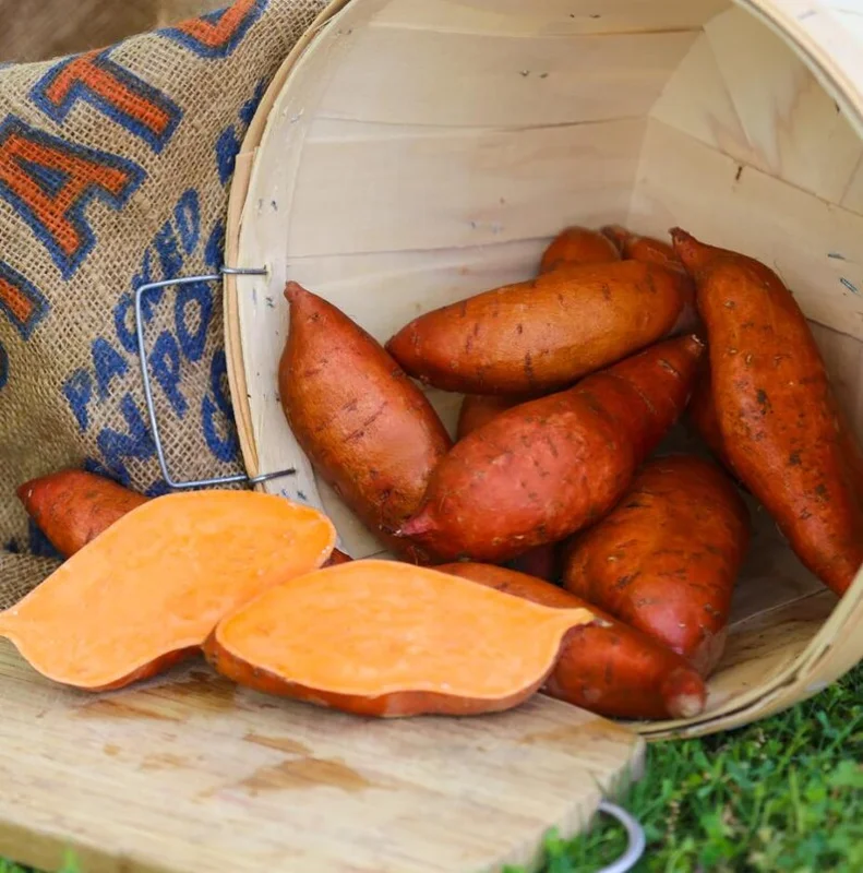 Sweet Potato Plants - 10 Slips - Garden Perennials - Planting Ornaments