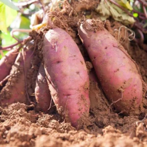 Sweet Potato Plants - 10 Slips - Garden Perennials - Planting Ornaments