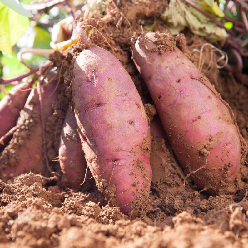 Sweet Potato Plants - 10 Slips - Garden Perennials - Planting Ornaments