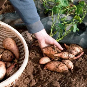 Sweet Potato Plants - 10 Slips - Garden Perennials - Planting Ornaments