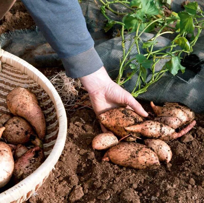 Sweet Potato Plants - 10 Slips - Garden Perennials - Planting Ornaments