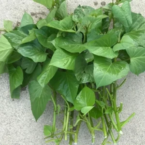Sweet Potato Plants - 10 Slips - Garden Perennials - Planting Ornaments