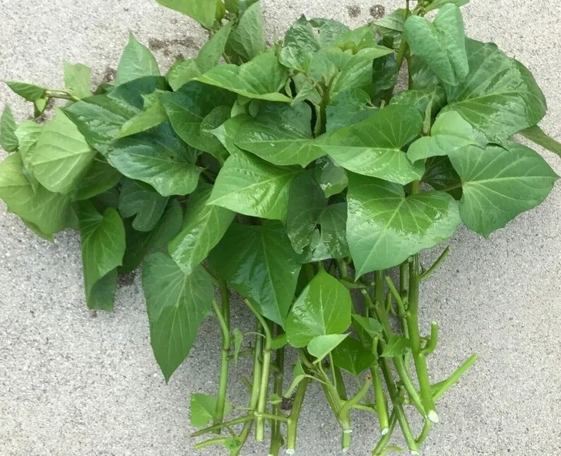 Sweet Potato Plants - 10 Slips - Garden Perennials - Planting Ornaments