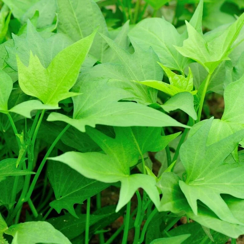 Sweet Potato Plants - 10 Slips - Garden Perennials - Planting Ornaments
