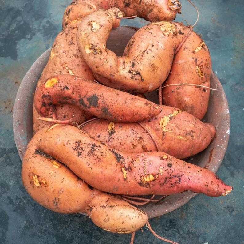 Sweet Potato Plants - 10 Slips - Garden Perennials - Planting Ornaments
