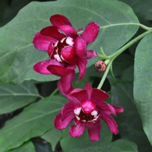 Sweet Shrub 3 Pack Bare-root 12-18 Inch Tall | Fragrant Calycanthus Floridus Shrubs