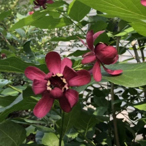 Sweet Shrub 3 Pack Bare-root 12-18 Inch Tall | Fragrant Calycanthus Floridus Shrubs