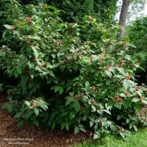 Sweet Shrub 3 Pack Bare-root 12-18 Inch Tall | Fragrant Calycanthus Floridus Shrubs