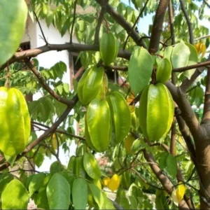 Sweet Star Fruit Plant - Carambola Tree Plant Starfruit Averrhoa - 8-10 Inch Tall - 4 Inch Pot