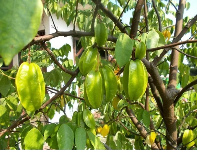 Sweet Star Fruit Plant - Carambola Tree Plant Starfruit Averrhoa - 8-10 Inch Tall - 4 Inch Pot