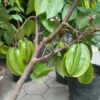 Sweet Star Fruit Plant - Live Carambola Tree - 12-16 Inch Half Gallon